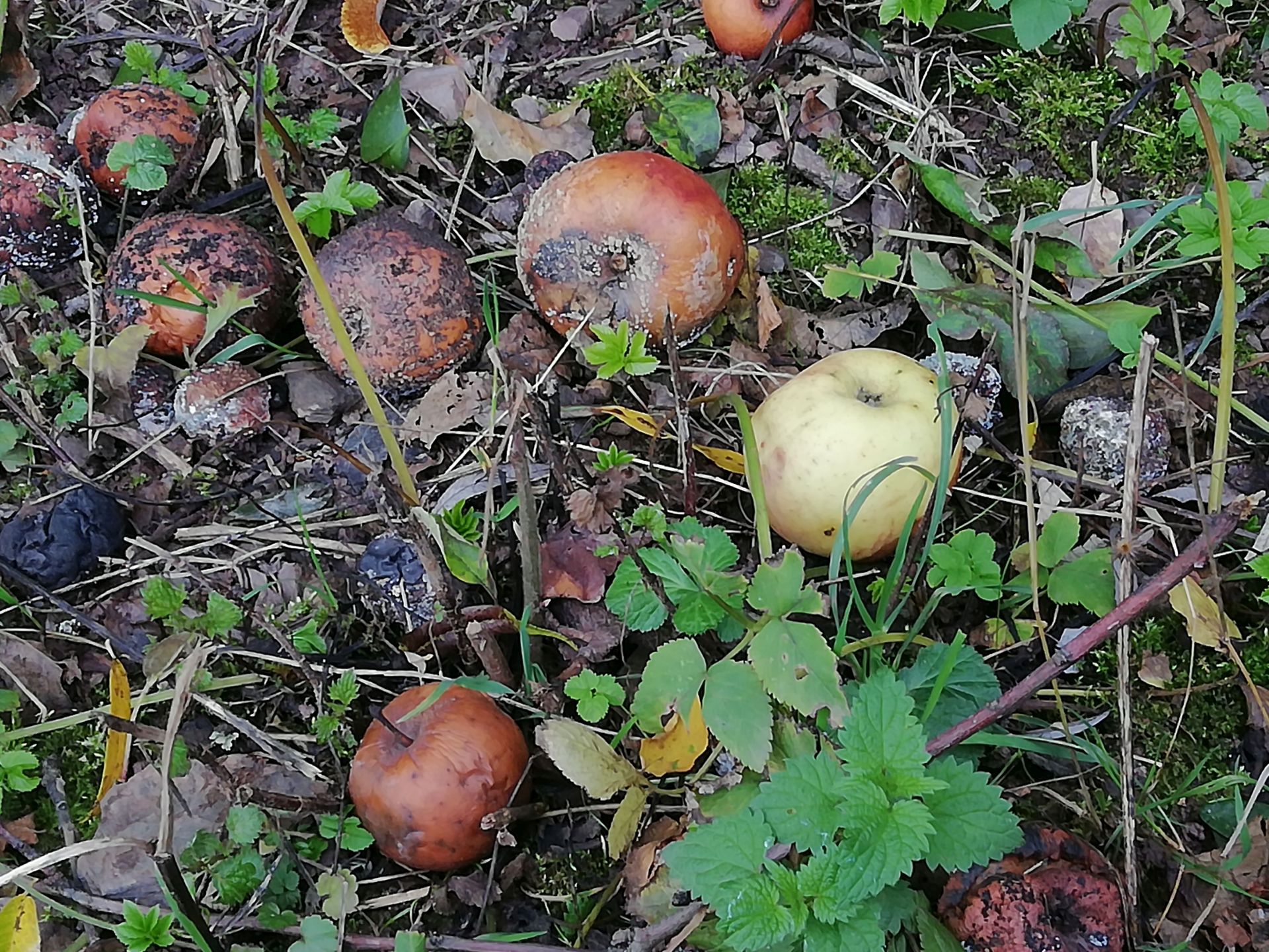 Äpfel liegen auf dem Boden zwischen kleinen Ästen und Pflanzen